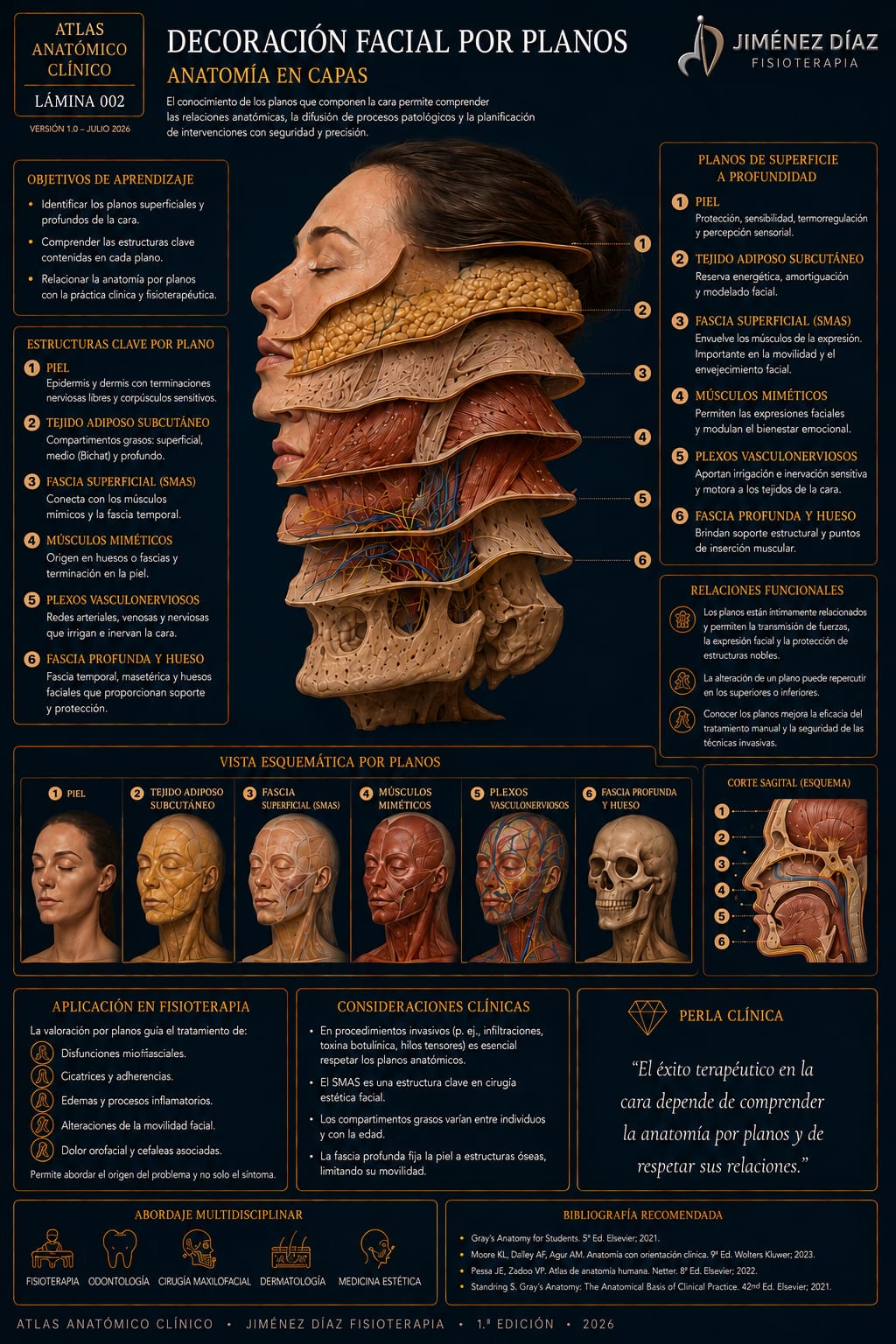 Anatomía facial por planos — Fisioterapia ATM